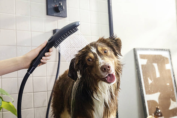 Hansgrohe Dog Washing Station